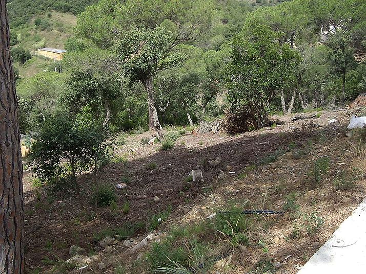 Plot overlooking the Gavarres.