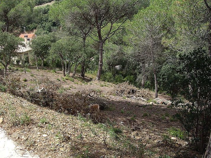 Plot overlooking the Gavarres.
