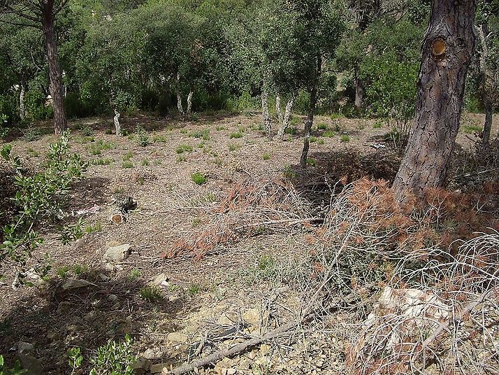 Bonica parcel·la amb orientació Aquest